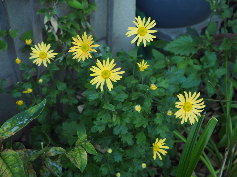 Chrysanthème Chrysanthemum ×rubellum Mary Stoker