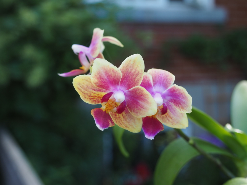 Orchid&eacute;e, phal., Phalaenopsis ×sogo gotris 'Flore Ark'
