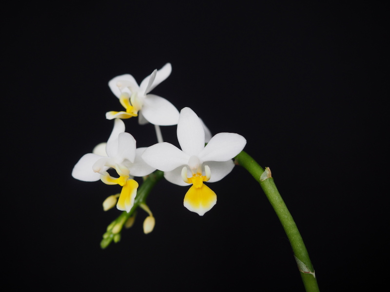 Orchidée, phal. Phalaenopsis equestris aurea