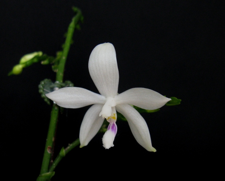 Orchid&eacute;e, phal., Phalaenopsis tetraspis 