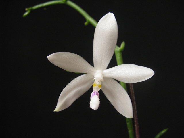 Orchid&eacute;e, phal., Phalaenopsis tetraspis 