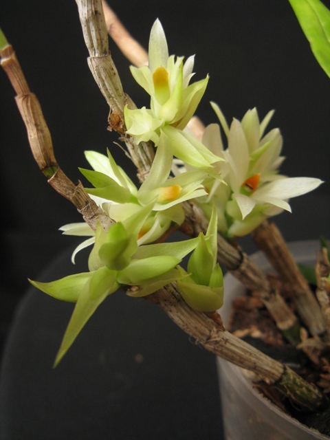 Dendrobium bracteosum 'album'