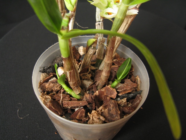 Dendrobium bracteosum album