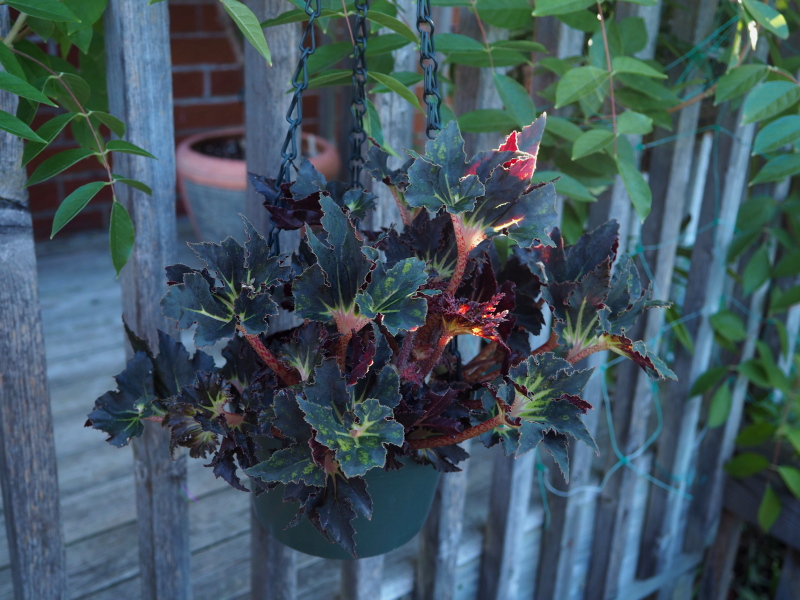 Begonia rex Black Fancy