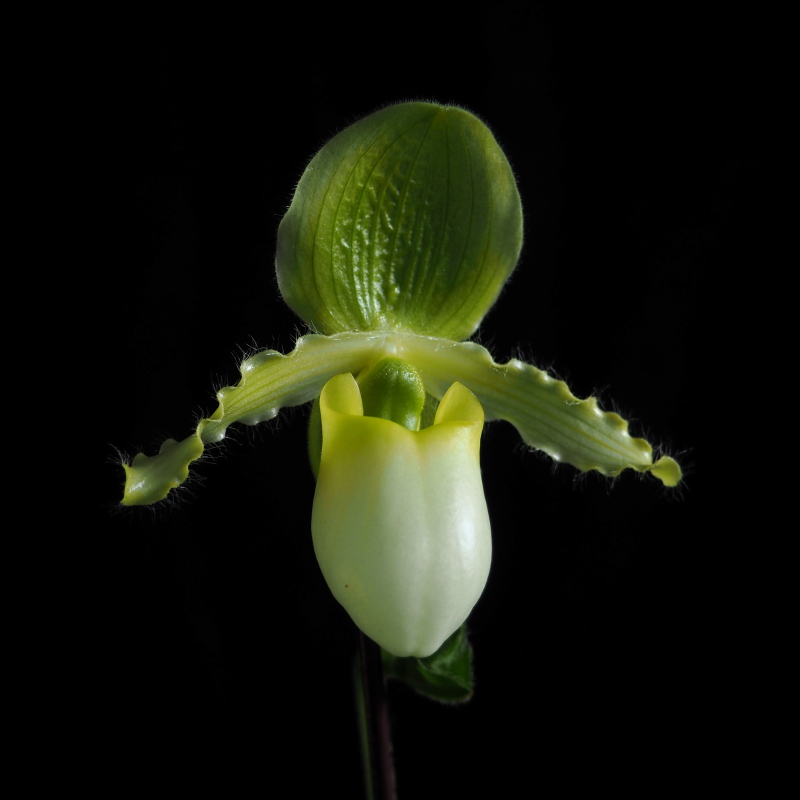 Paph. Paphiopedilum primulinum Ching Hua 3x5' x'Screaming Yellow Zonker' HCC/AOS