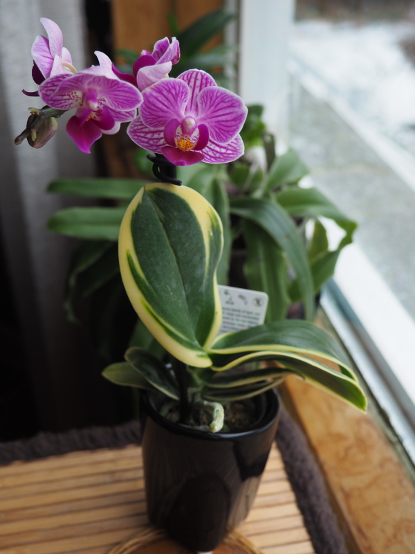 Orchid&eacute;e, phal., Phalaenopsis 'Sogo Vivien'