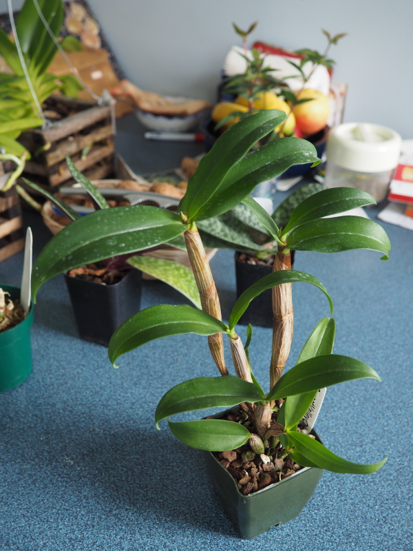 Dendrobium 'Regal Gillieston &rsquo;SVO&rsquo; x Aussie Parade &rsquo;Carrot Splash'