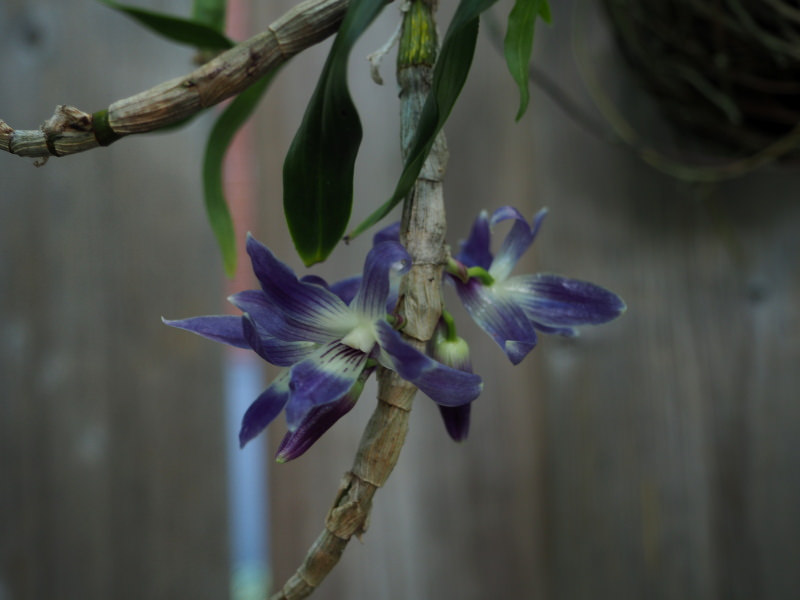Dendrobium victoriae-reginae 