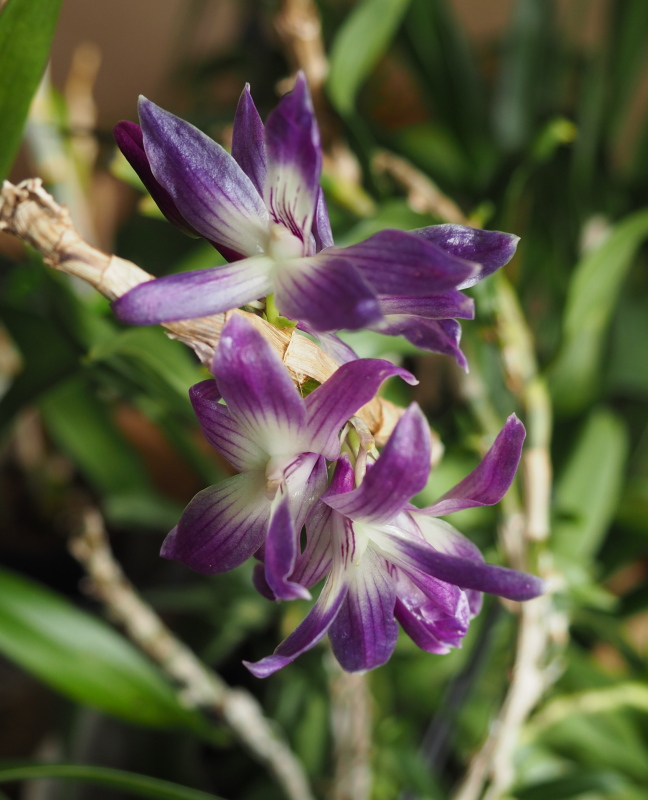 Dendrobium victoriae-reginae 