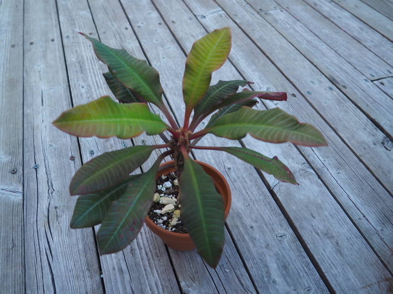 Euphorbe Euphorbia leuconeura 