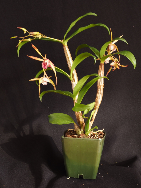 Dendrobium 'Regal Gillieston &rsquo;SVO&rsquo; x Aussie Parade &rsquo;Carrot Splash'