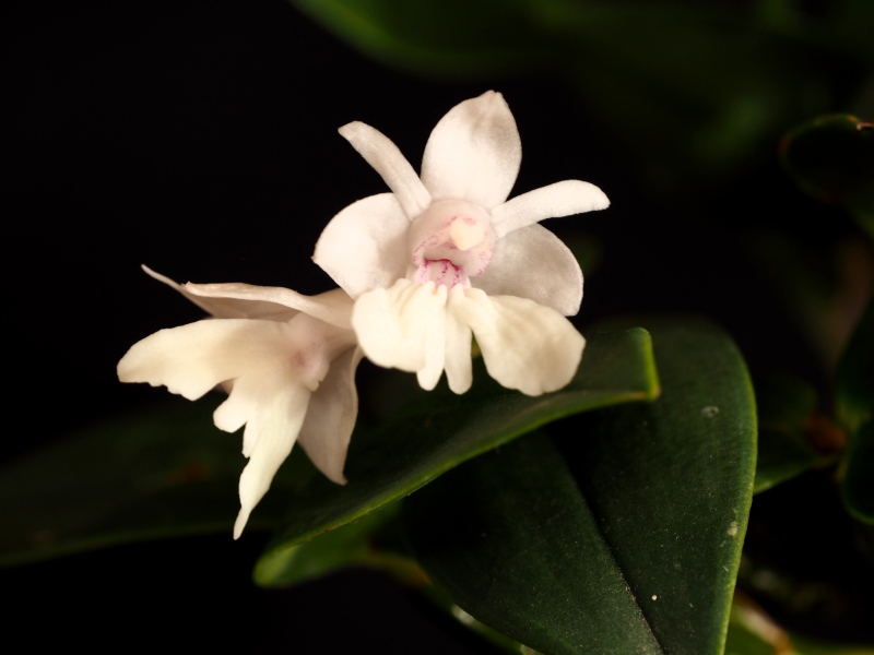 Dendrobium aberrans 