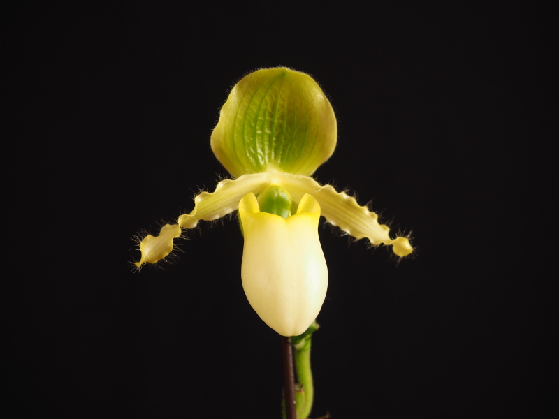 Paph., Paphiopedilum primulinum 'Ching Hua 3x5&rsquo; x&rsquo;Screaming &Yuml;ellow Zonker&rsquo; HCC/AOS'