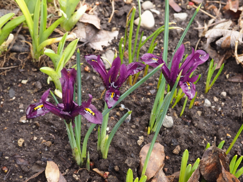 Iris reticulata J.S. Van Dyjt