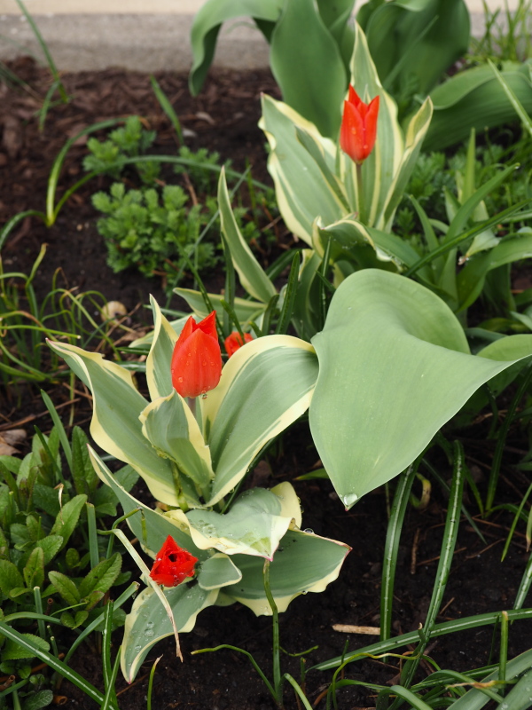 Tulipe, tulipes Tulipa praestans Unicum