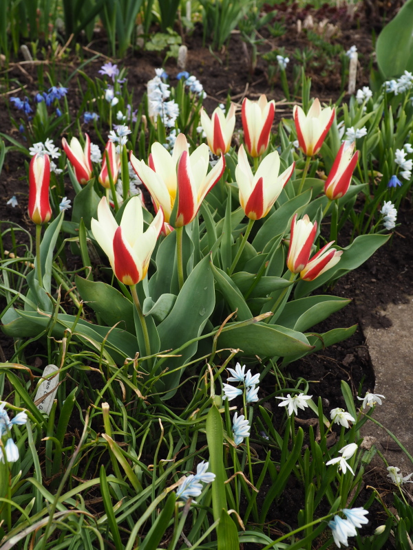 Tulipe, tulipes Tulipe nénuphar Tulipa kaufmanniana Waterlily