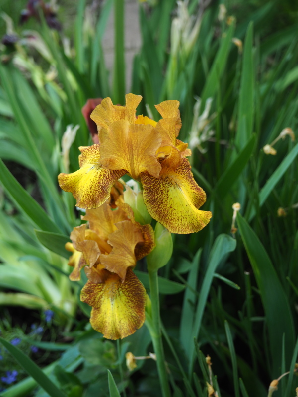 Iris d'Allemagne, Iris barbu Iris germanica Butter Pecan