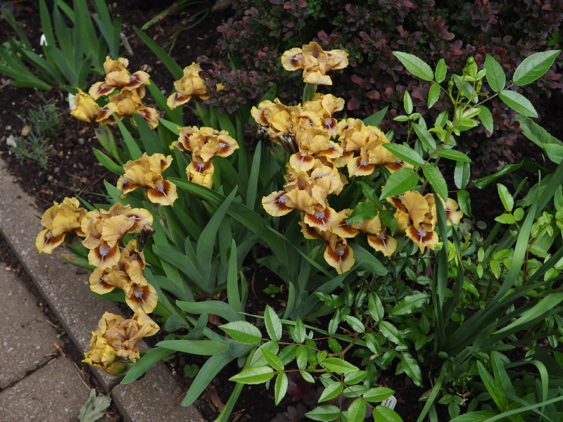 Iris d&rsquo;Allemagne, Iris barbu, Iris germanica 'Eye of Newt'