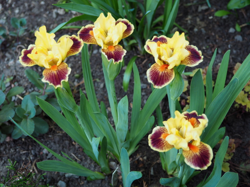 Iris d&rsquo;Allemagne, Iris barbu, Iris germanica 'Zoobamafoo'