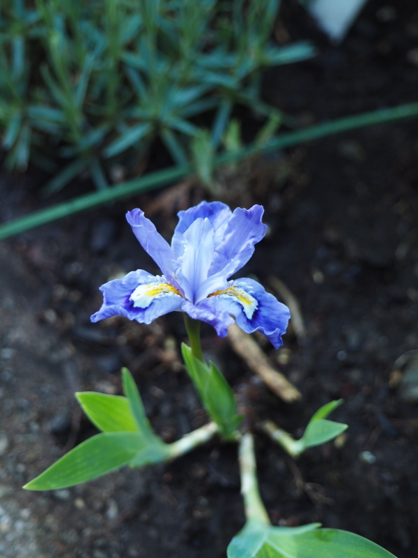 Iris cristata 'bleue'