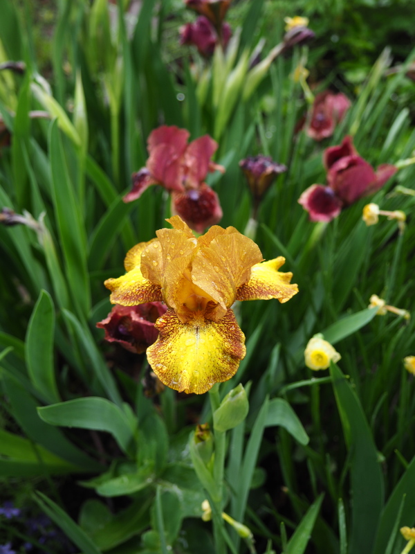 Iris plicata 'Butter Pecan'