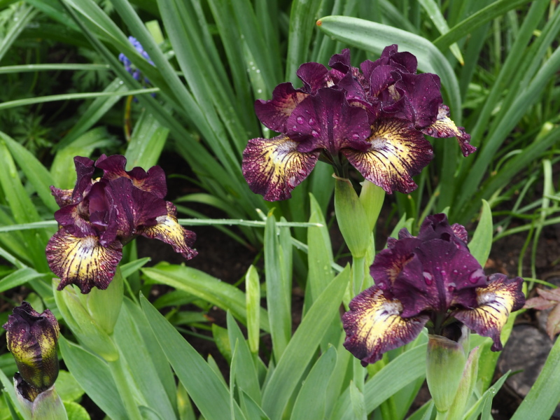 Iris d'Allemagne, Iris barbu Iris germanica Ruby Eruption