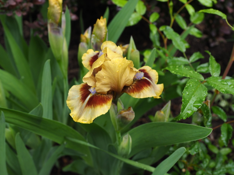 Iris d&rsquo;Allemagne, Iris barbu, Iris germanica 'Eye of Newt'