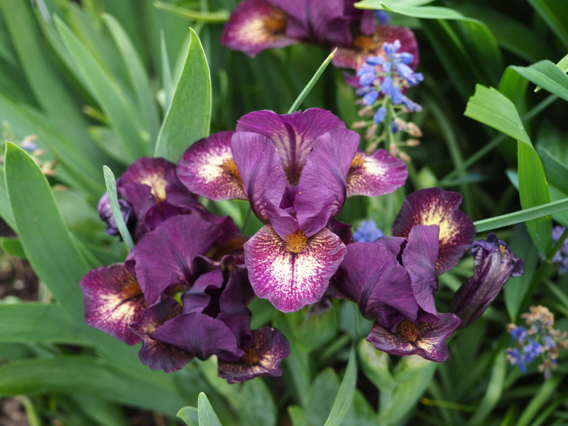 Iris d&rsquo;Allemagne, Iris barbu, Iris germanica 'Ballistic'