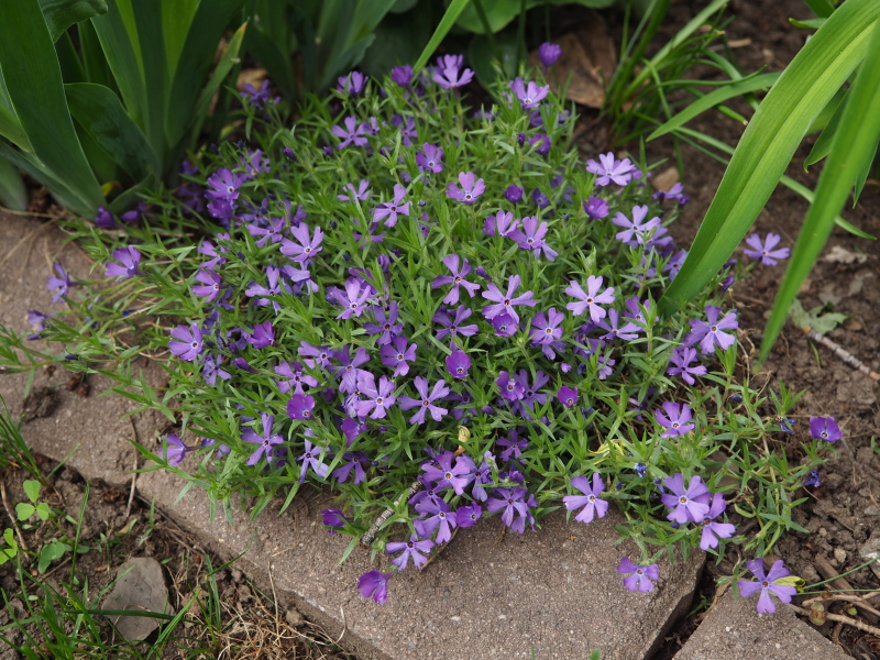 Phlox subulata 'Violet Pinwheel'
