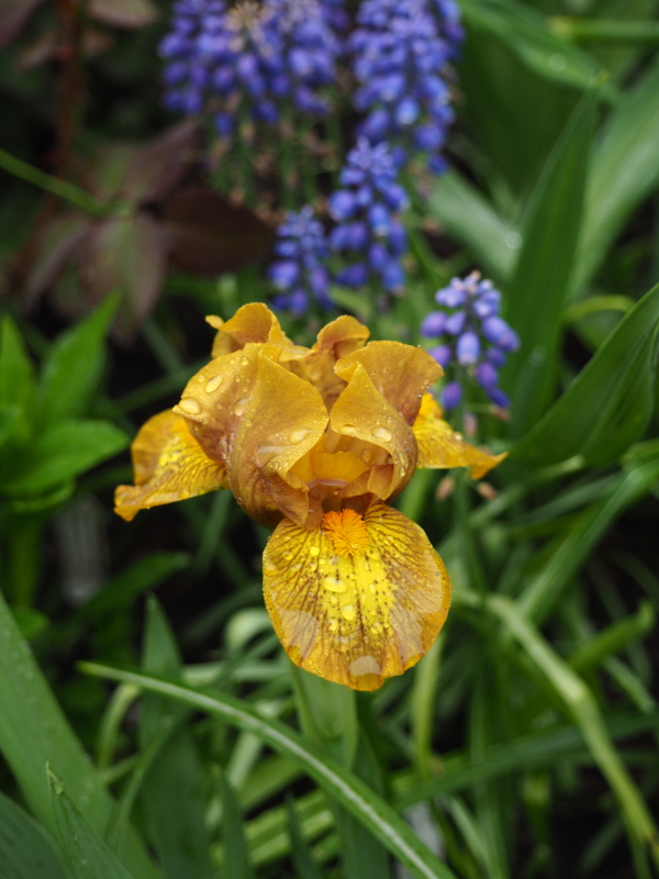 Iris d&rsquo;Allemagne, Iris barbu, Iris germanica 'Burn Notice'