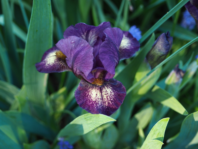 Iris d'Allemagne, Iris barbu Iris germanica Ballistic