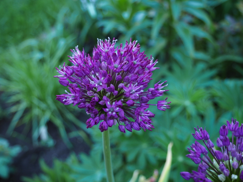 Ail, Allium hollandicum 'Purple Sensation'