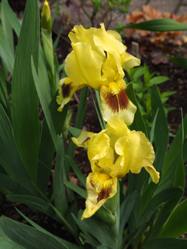 Iris nain Iris pumila Brassie