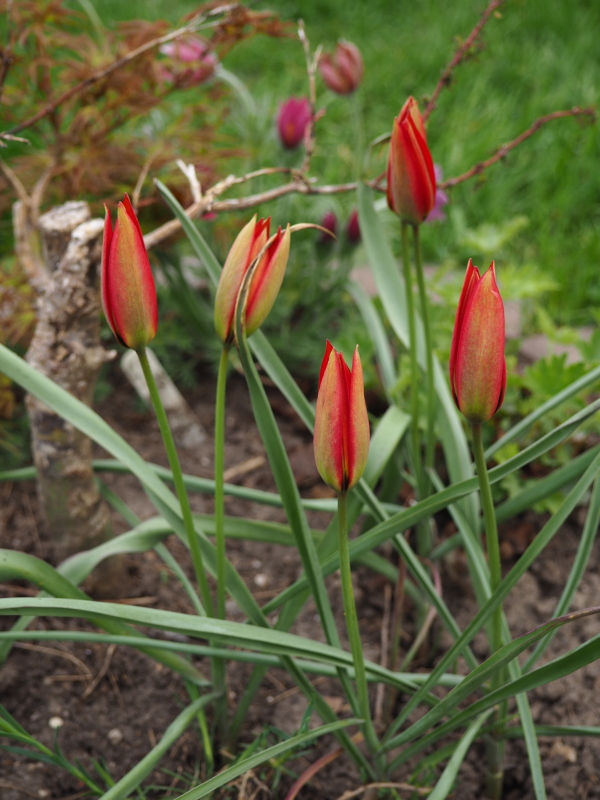 Tulipe, tulipes, Tulipa orphanidea 'Lizzy'