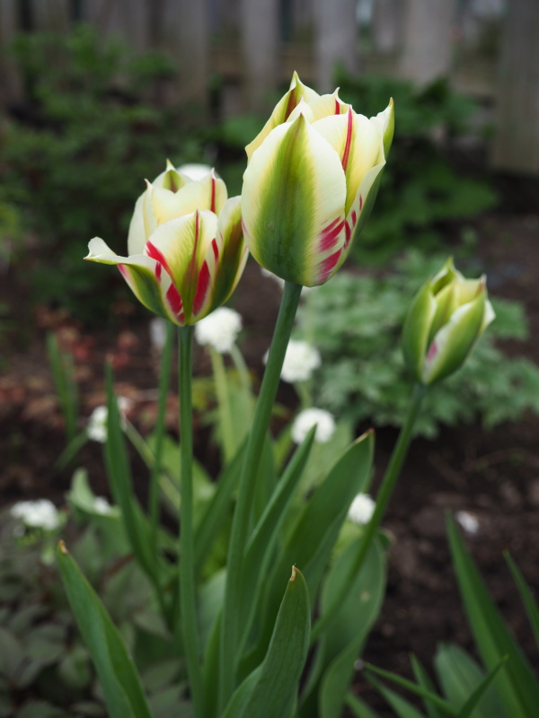 Tulipe, tulipes, Tulipa viridiflora 'Flaming Spring Green'