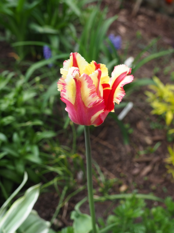 Tulipe, tulipes, Tulipa 'Flaming Parrot'