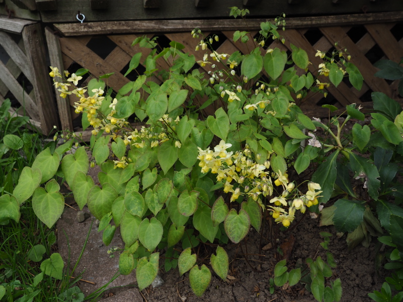 Epim&egrave;de, fleur des elfes, &#201;pim&eacute;dium, Epimedium ×versicolor 'Sulphureum'
