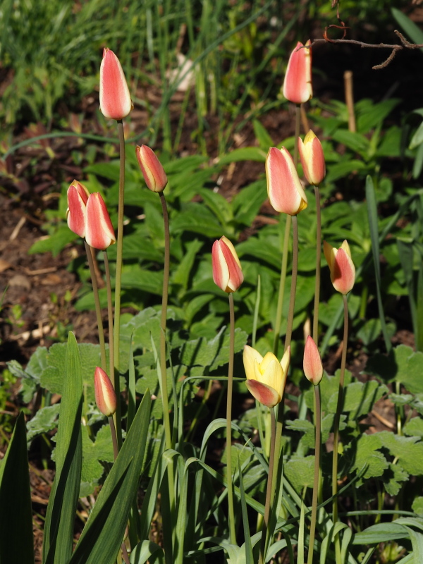 Tulipe, tulipes Tulipe de l'Écluse, Tulipe de Perse, Tulipe-radis Tulipa clusiana Tinka