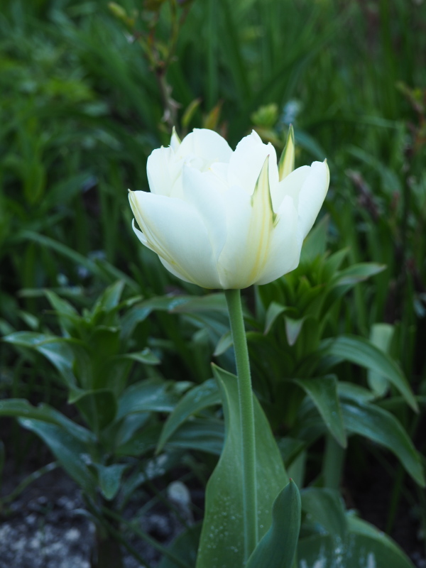 Tulipe, tulipes, Tulipa 'Exotic Purissima'