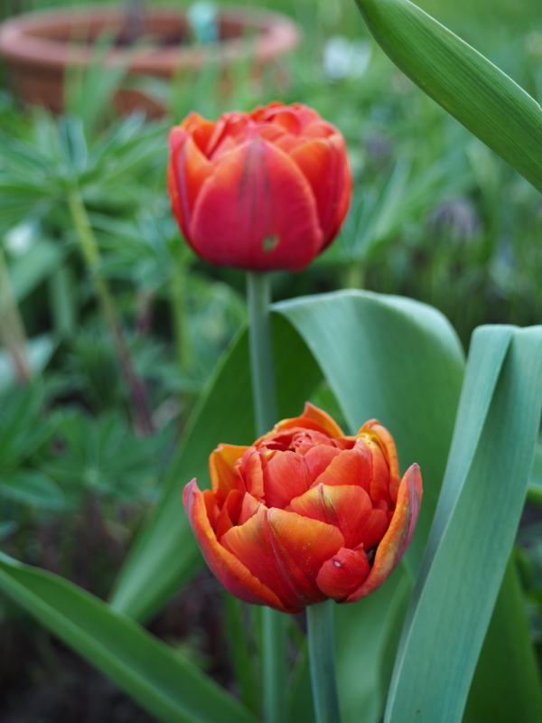 Tulipe, tulipes Tulipa Double Orange Princess