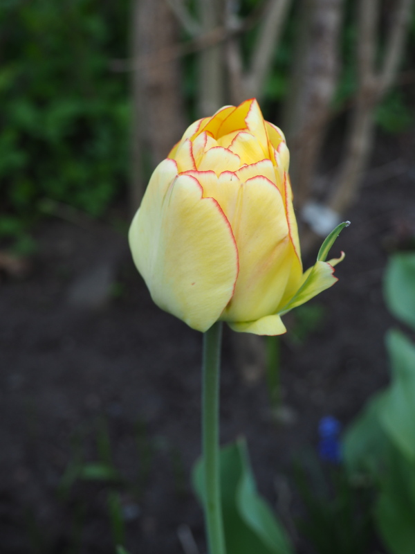 Tulipe, tulipes, Tulipa ×darwin 'Akebono'