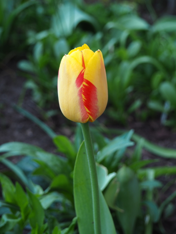 Tulipe, tulipes Tulipa Monsella