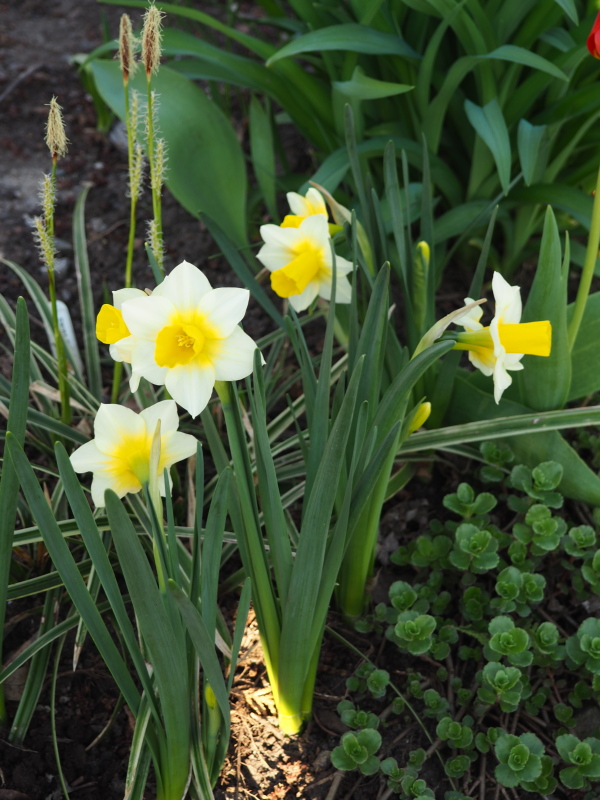 Narcisse Narcissus Golden Echo