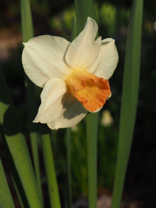Narcisse, Narcissus cyclamineus 'Kaydee'