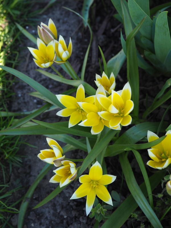 Tulipe, tulipes, Dasystemon, Tulipa tarda 'Dasystemon'