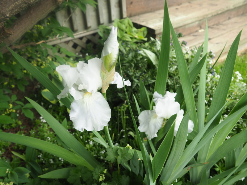 Iris d'Allemagne, Iris barbu Iris germanica Immortality