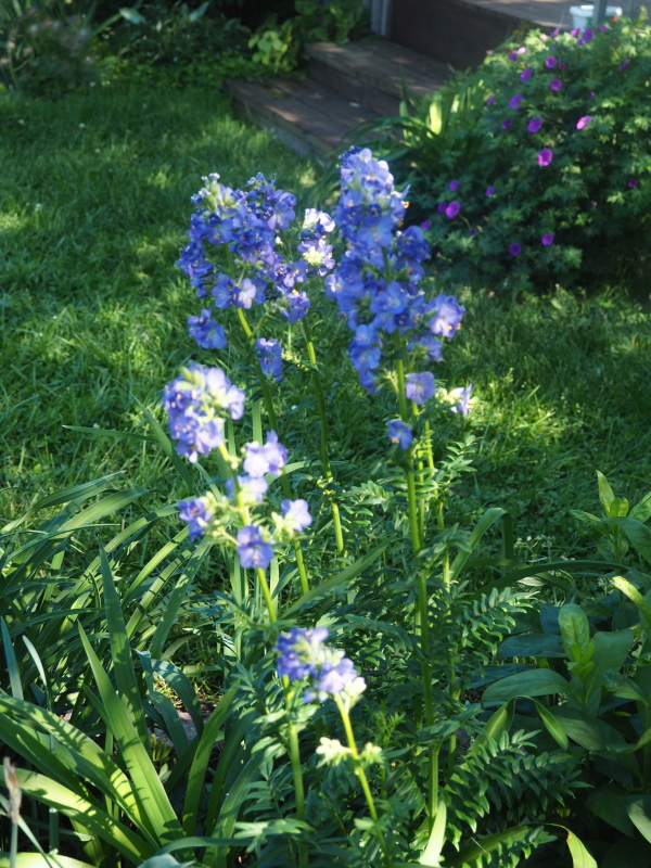 Polémoine, échelle de Jacob Polémoine bleue, valériane grecque Polemonium caeruleum 