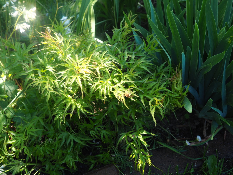&#201;rable, &#201;rable palm&eacute;, &#201;rable japonais, Acer palmatum 'Kamagata'