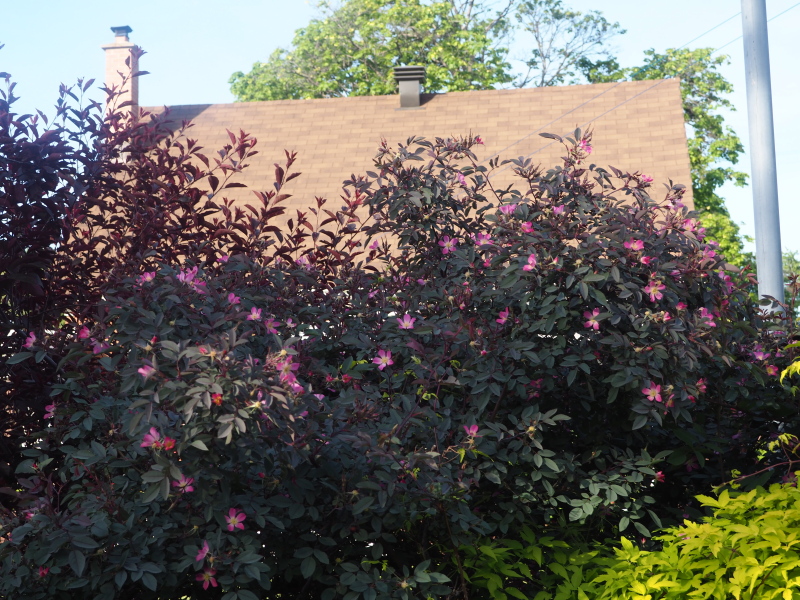 Rosier, églantier Rosier à feuilles rouges, rubrifolia Rosa glauca 