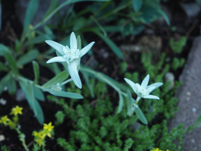 Edelweiss, Leontopodium alpinum Leontopodium nivale 